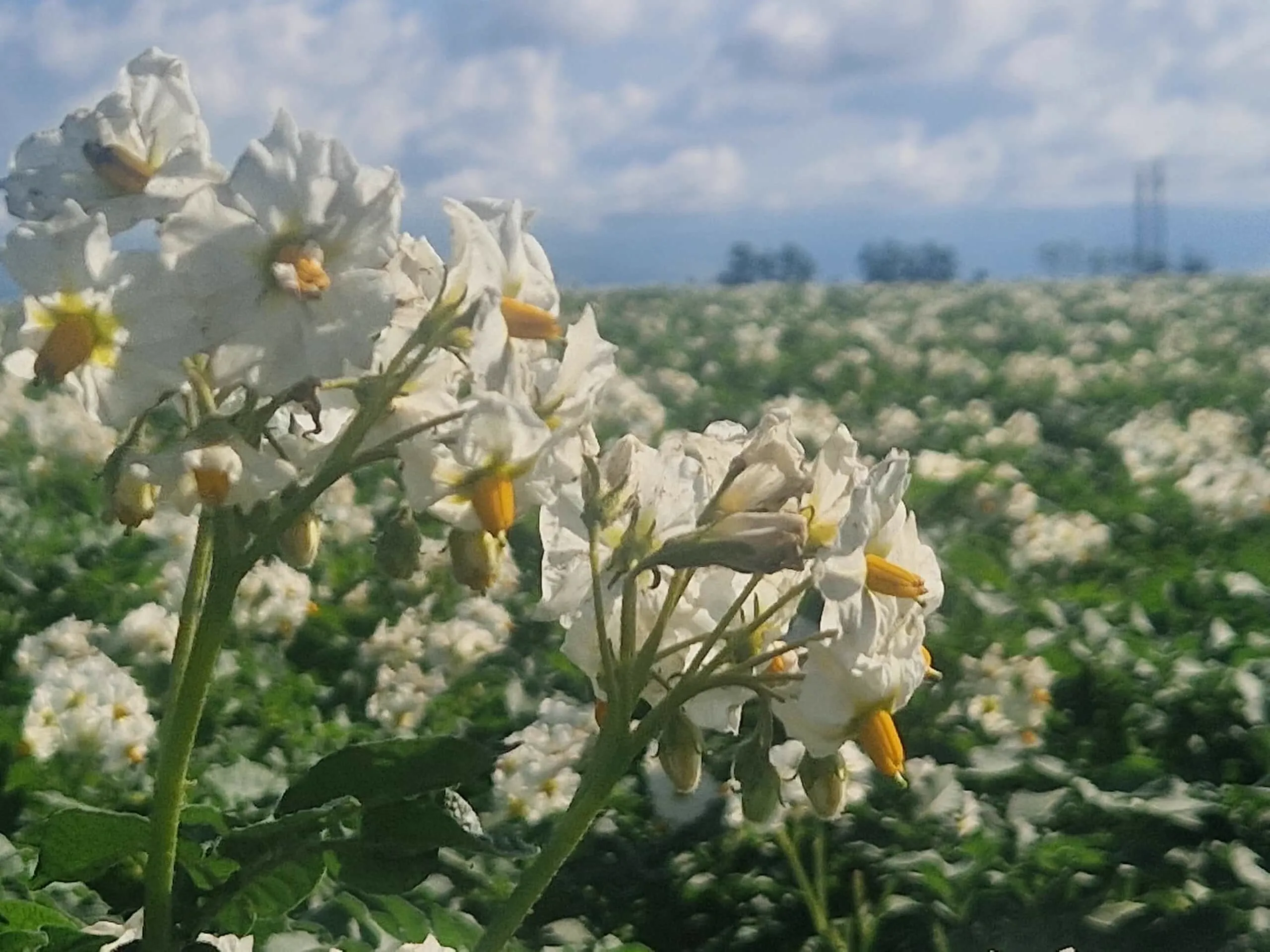 floare de cartof în detaliu