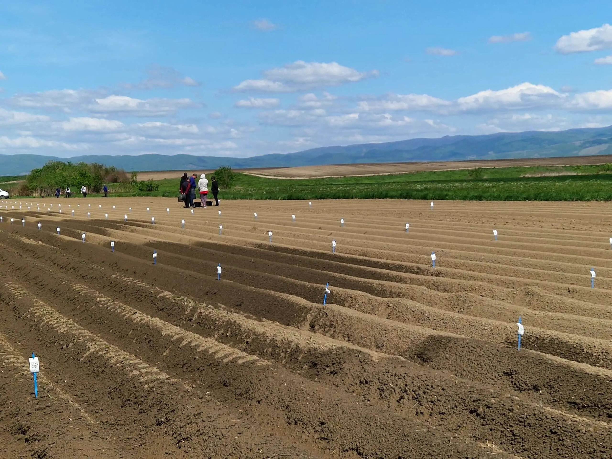 parcele demonstrative marcate la plantare